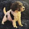 AKC Standard Phantom Parti Poodle Macey