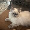 CFA Blue Point Female Persian Kitten