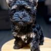 Yorkie Boy w/registration 