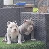 Female American Bully puppies
