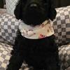 F2B mini/medium Goldendoodle puppies. CKC registerable..