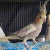 Cockatiels