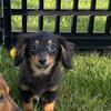Miniature dachshund puppies 