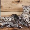 bengal kittens ready for cuddles tica parents 