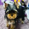 Gorgeous Yorkie Male