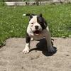 6 month female American bully