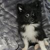 Akc champion lines embark poms ... gorgeous quality!! Merles parti tuxedo   Prices vary