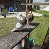 Gaditano Pigeons female