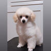 Toy Poodle 