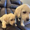 AKC Lab puppies (dad is trained hunting dog)