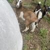 Nigerian dwarf goats 