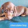 Mini chocolate dachshund 