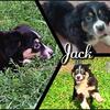 Mini Australian Shepherd Puppies
