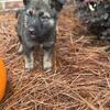 German Shepherd puppies