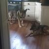 Stud fee for German Shepherd male