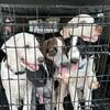 Last call-Five 3-month old puppies ready for your home and love!