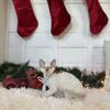 Blue point Devon Rex Kitten