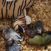 BABY PARROTLETS AND PEACHFACE LOVEBIRD HANDFED AND TAME BROOKSVILLE FLORIDA