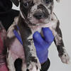 American Bully Puppies available