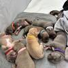 XL American bully puppies (papered) 
