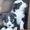 Registered Border Collies 
