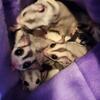 Male Sugar Gliders