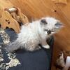 Himalayan Kittens
