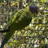 Plumheaded Parakeet hen