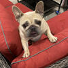 Female Cream Frenchie French Bulldog
