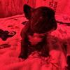 I have for sale 3 French bulldog available