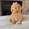 Maltipoo Bichon Puppies Ready Soon