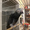 Timeh African grey 