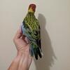Rosella Parrots