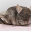 5 Month Old Brown Velvet Female Chinchilla (ebony carrier) -- super sweet girl