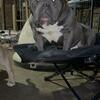 Pocket and standard American bully studs ready to work