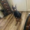 AKC Doberman for Stud Services ONLY