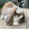 Broken Holland Lop