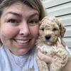 Micro mini Goldendoodle puppies
