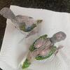 Pichones de Indian Ringnecks