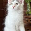 Maine Coon kitten ready to go 