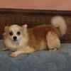 Adult female pomeranian fixed
