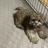 Shihpoo (Shihtzu / Poodle)female puppy 9 weeks