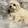  Reduced.  Beautiful Maltipoo babies.  
