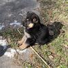 Kirschenstal German Shepherd Puppy South Carolina