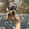 CKC Mini Dachshund 