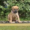 Wow! Cane Corso Puppy''s Beautiful Bold & Loving  Minnesota mn Wisconsin wi Iowa ia