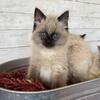 Mitted Ragdoll Kittens