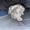 French bulldog puppies for sale 