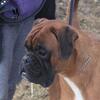 CKC Reg'd German Boxer Stud