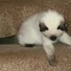 Blue & Seal Point Siamese Kittens